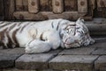 Adult white tiger of Pairi Daiza - Belgium