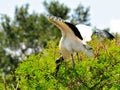 Adult white wood stork bird on tree in wetlands Royalty Free Stock Photo