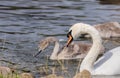 Adult white and young gray swans swim in the pond in summer. Birds. Royalty Free Stock Photo