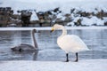 Adult whooper swan observing a juvenile first winter bird