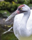 Adult whooping crane Royalty Free Stock Photo