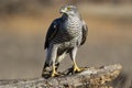 Adult wild azor, Accipiter gentilis, perched on its usual perch