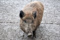 Adult wild boar atop a smooth grey cement flooring