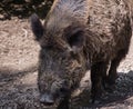 Adult wild boar