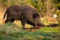 Adult wild boar with dirty fur digging soil with snout on meadow in summer