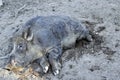 Adult wild boar resting on in the dirt