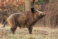 Adult wild boar Sus scrofa Royalty Free Stock Photo