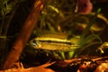 Adult wild dominant male Apistogramma mendezi, rare freshwater dwarf cichlid in aggressive pose, blackwater Rio Negro biotope aqua