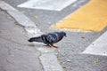 Adult wild dove goes across city asphalt street