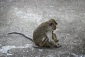 An adult wild female macaque with a cub is sitting on the pavement