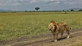 An adult wild lion stands on a dirt road in the African savanna. Royalty Free Stock Photo