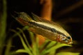 Adult wild male Apistogramma mendezi, rare freshwater dwarf cichlid in full coloration, blackwater Rio Negro biotope