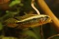 Adult wild submissive male Apistogramma mendezi, rare freshwater dwarf cichlid in aggressive pose, blackwater Rio Negro biotope