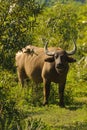 An adult wild water buffalo also called Asiatic buffalo with large pairs of horns standing next to a tree Royalty Free Stock Photo