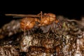 Adult Winged Male Acromyrmex Leaf-cutter Ant