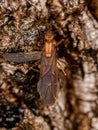 Adult Winged Male Acromyrmex Leaf-cutter Ant