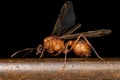 Adult Winged Male Acromyrmex Leaf-cutter Ant