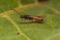 Adult Winged Male Ant