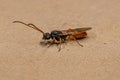 Adult Winged Male Ant