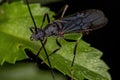 Adult Winged Male Ectatommine Ant