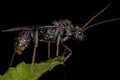 Adult Winged Male Ectatommine Ant