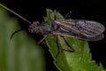 Adult Winged Male Ectatommine Ant