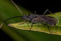 Adult Winged Male Ectatommine Ant