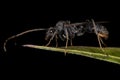 Adult Winged Male Ectatommine Ant