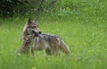 Adult Wolf with Coyote Pup in green grass. Royalty Free Stock Photo