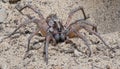 Adult wolf spider with babies on abdomen in Sandy soil Royalty Free Stock Photo