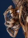 Adult Wolf Spider preyed on by a Brown Widow Spider