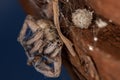 Adult Wolf Spider preyed on by a Brown Widow Spider