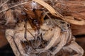Adult Wolf Spider preyed on by a Brown Widow Spider
