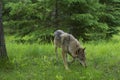 Adult Wolf walking through green grass.