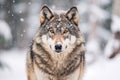 Adult wolf in winter snow. Generative AI
