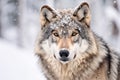 Adult wolf in winter snow. Generative AI