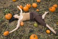 Adult woman dancing in a Connecticut pumpkin patch in autumn Royalty Free Stock Photo