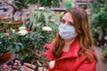 An adult woman in a face mask looks at white potted roses grown in the greenhouse of a flower shop Royalty Free Stock Photo