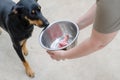 An adult woman feeds a Doberman Pinscher puppy. The woman`s hand Royalty Free Stock Photo