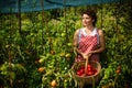 Woman harvesting tomatoes in garden. Tomatoes bunch in greenhouse. Picking tomatoes from vegetable garden.