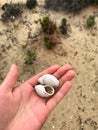 adult woman's hand holding two dead land snail shells Royalty Free Stock Photo