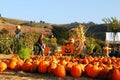 Searching For the perfect Halloween pumpkin