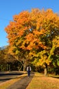 An adult woman walks surrounded by fall foliage