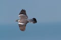 An adult Wood Pigeon