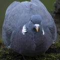 An Adult Wood Pigeon Or Common Wood Pigeon, Columba Palumbus, Drinking From A Pond In A Forest