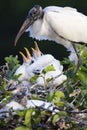 Adult wood stork with hungry chicks in nest Royalty Free Stock Photo