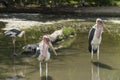 Wood stork resting in the pond Royalty Free Stock Photo