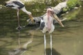 Wood stork resting in the pond Royalty Free Stock Photo