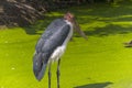 Wood stork resting in the pond Royalty Free Stock Photo