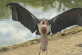 Wood stork resting in the pond Royalty Free Stock Photo